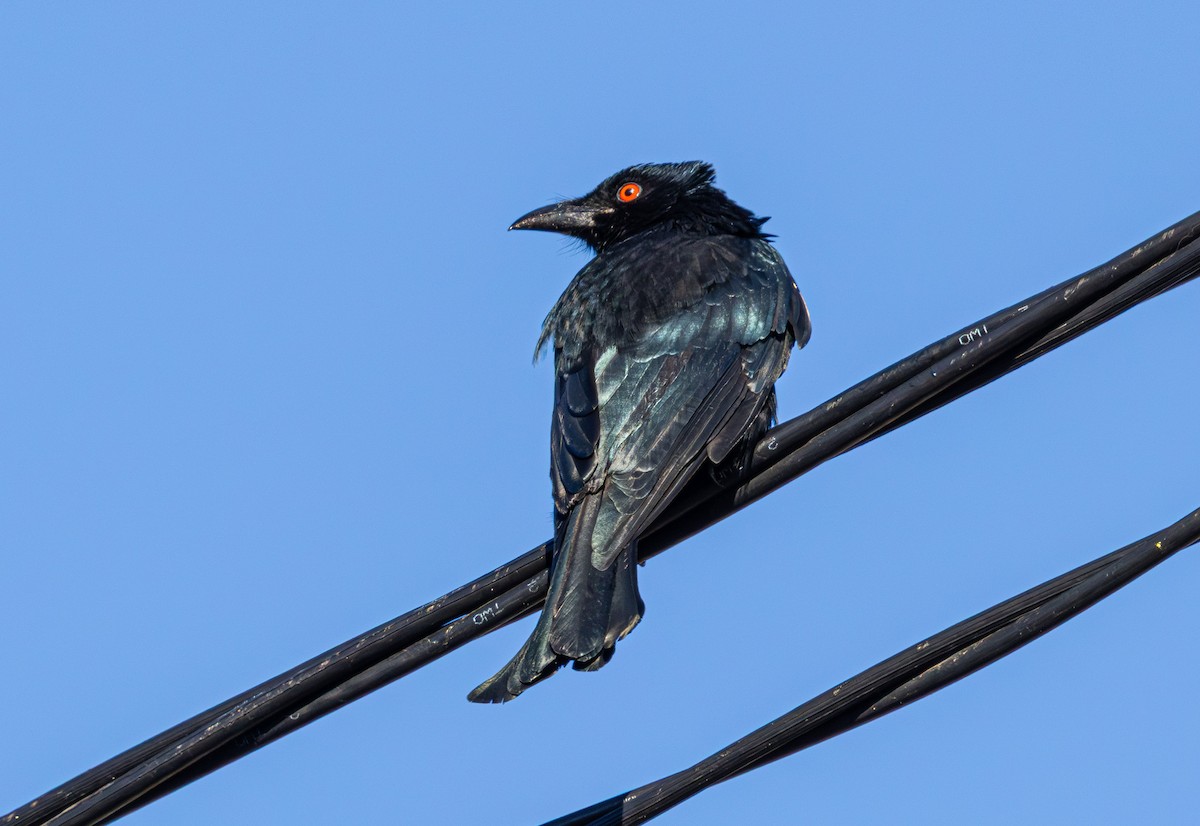 Spangled Drongo - ML639091530