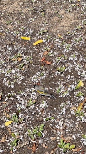 Lawrence's Goldfinch - ML639091541