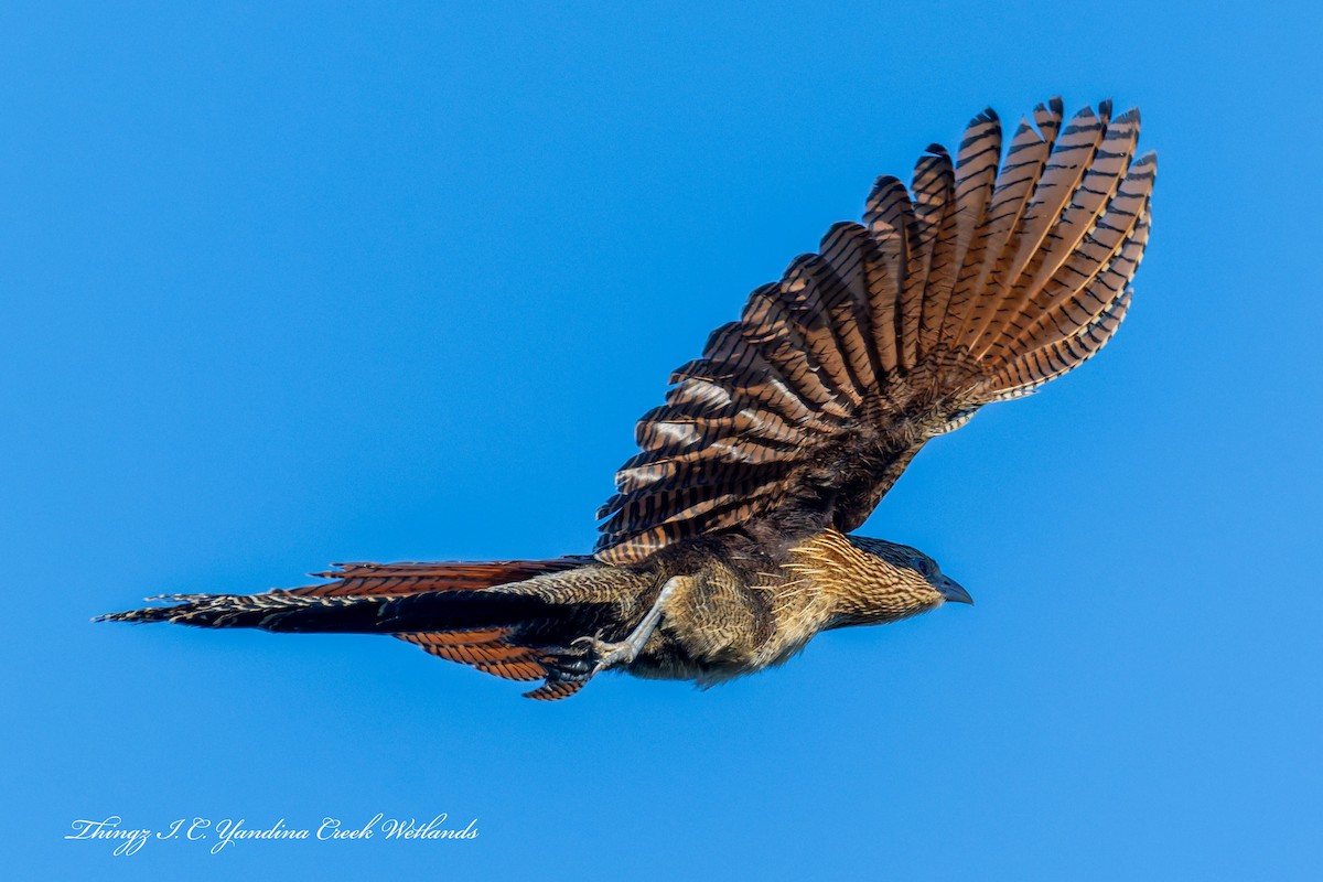 Pheasant Coucal - ML639091569