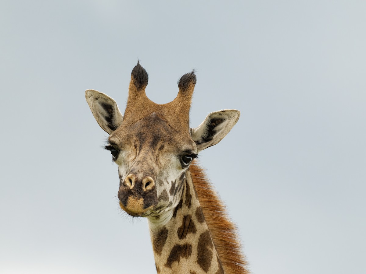 East African Giraffe - ML639091615