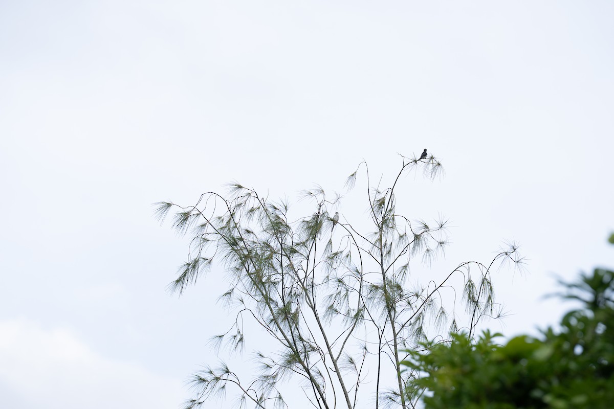 Ryukyu Minivet - ML639091617