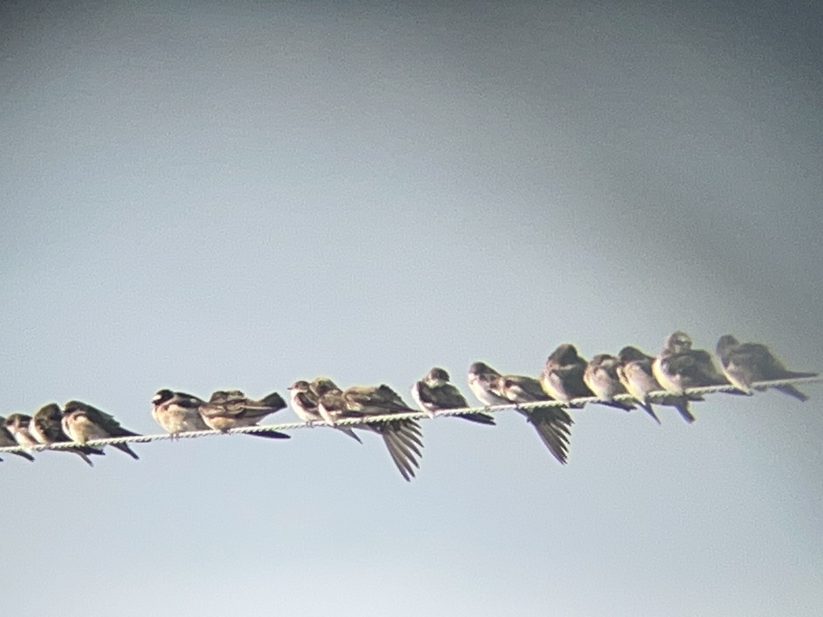 Cliff Swallow - ML639091662