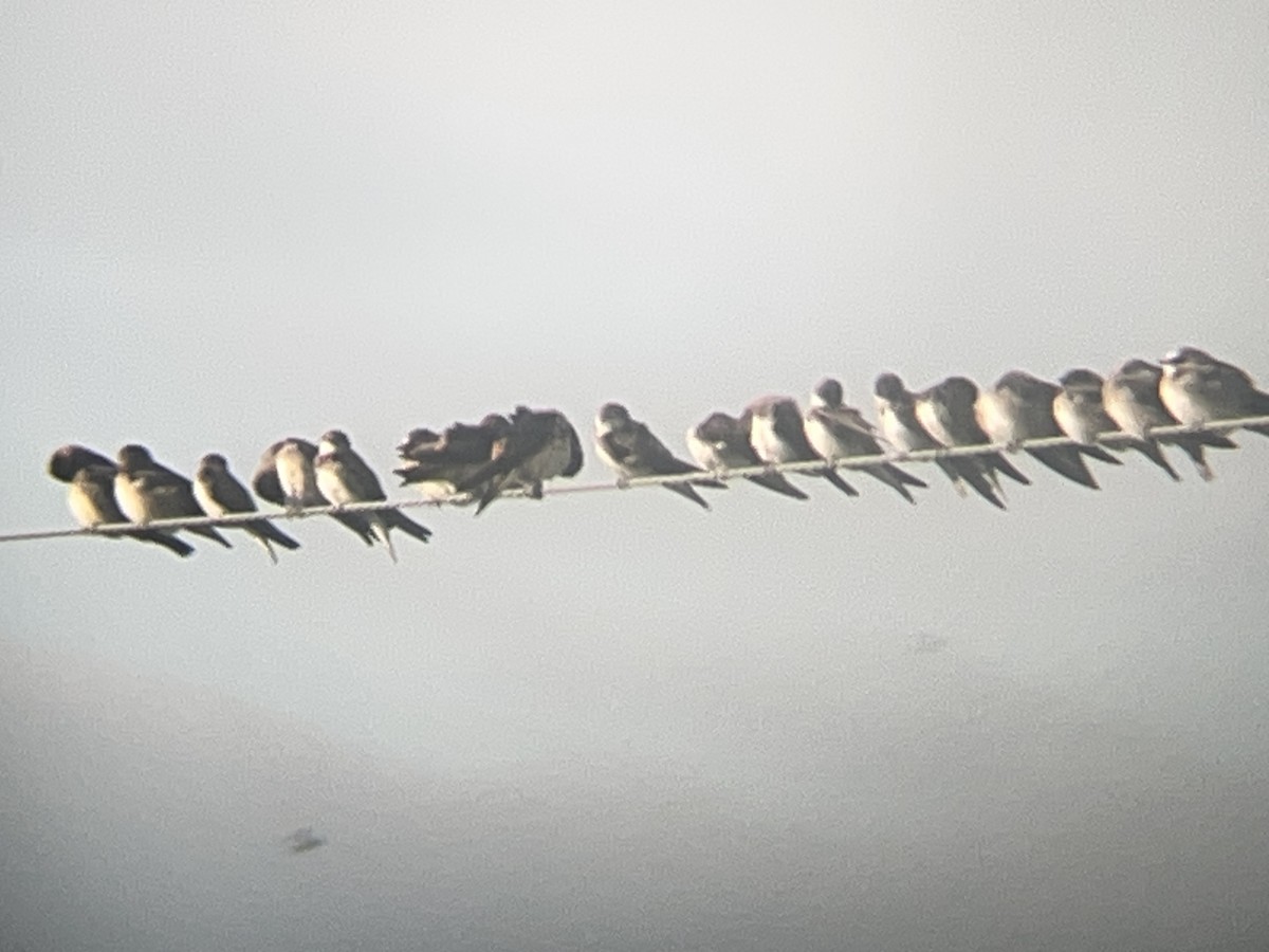 Cliff Swallow - ML639091663