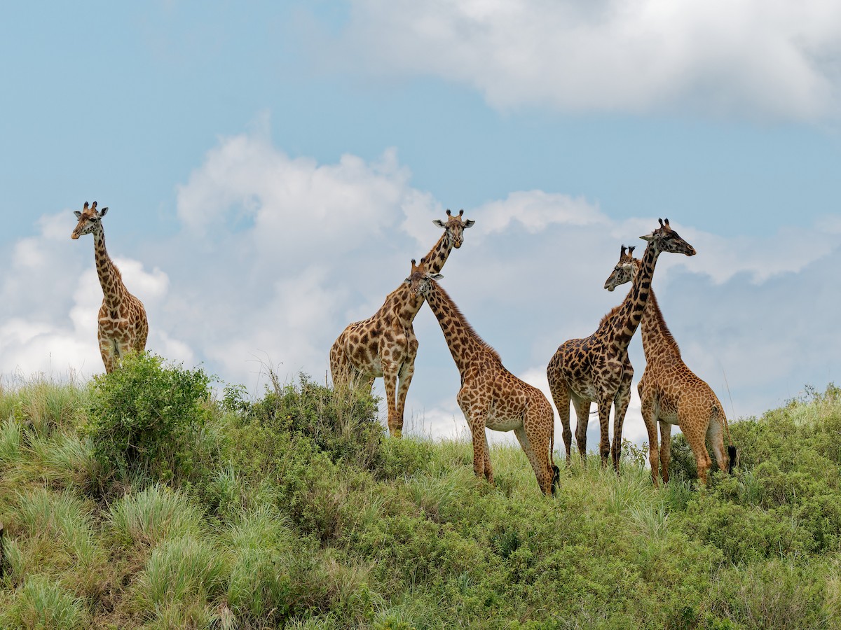 East African Giraffe - ML639091666