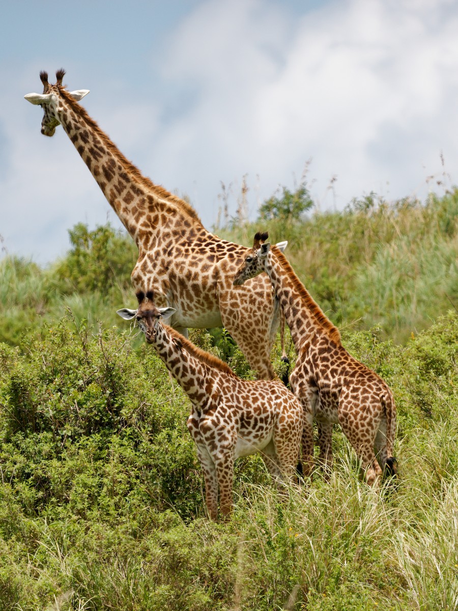 East African Giraffe - ML639091667