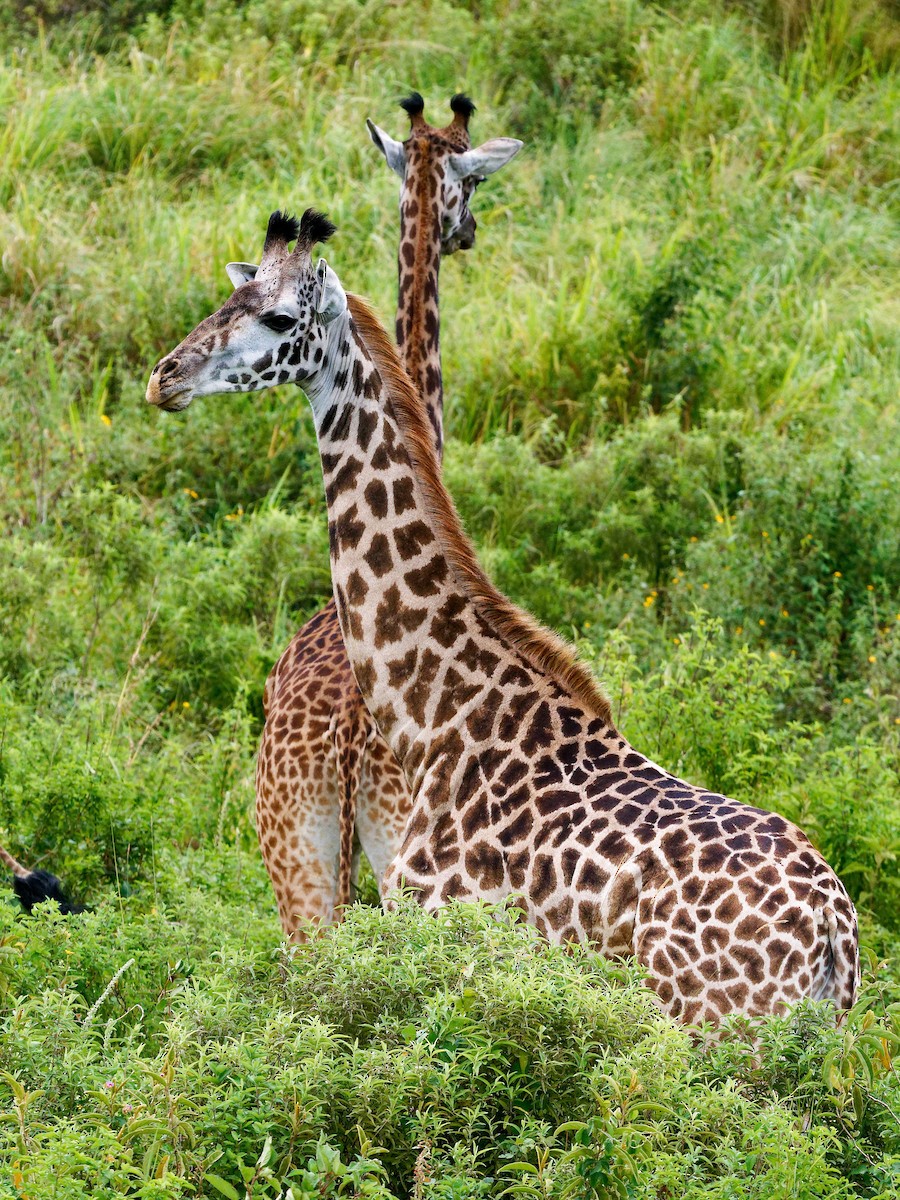 East African Giraffe - ML639091668