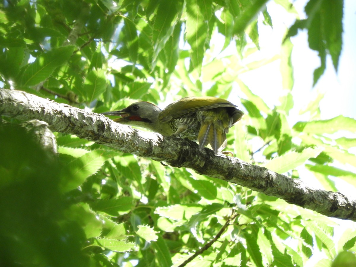 Japanese Woodpecker - ML639091677