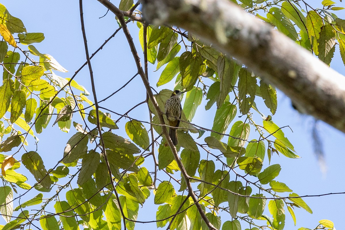 Spot-necked Bulbul - ML639091698