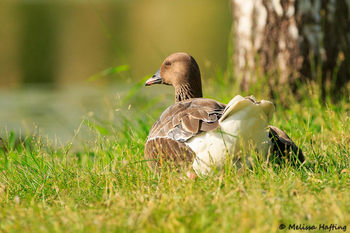 Pink-footed Goose - ML639091867