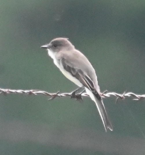 Mosquero Fibí - ML639091909