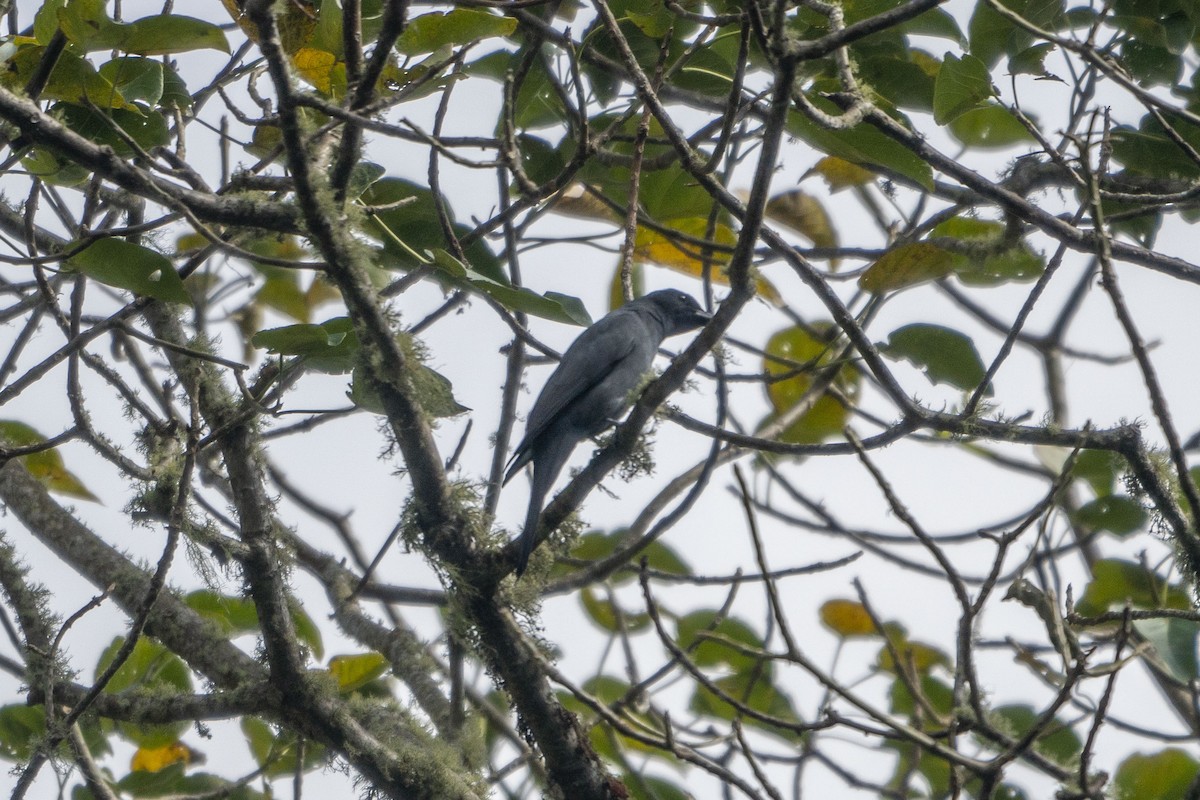 Wallacean Cuckooshrike - ML639092045
