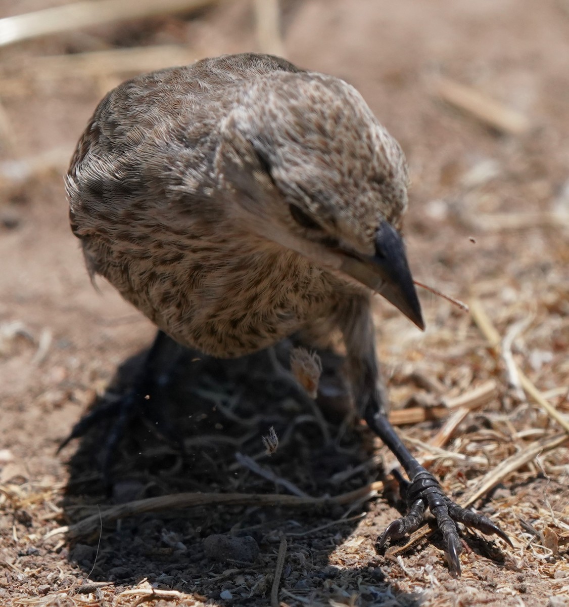 Brown-headed Cowbird - ML639092291
