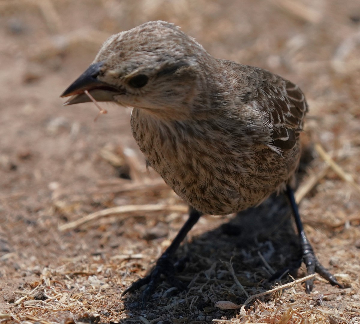 Brown-headed Cowbird - ML639092292