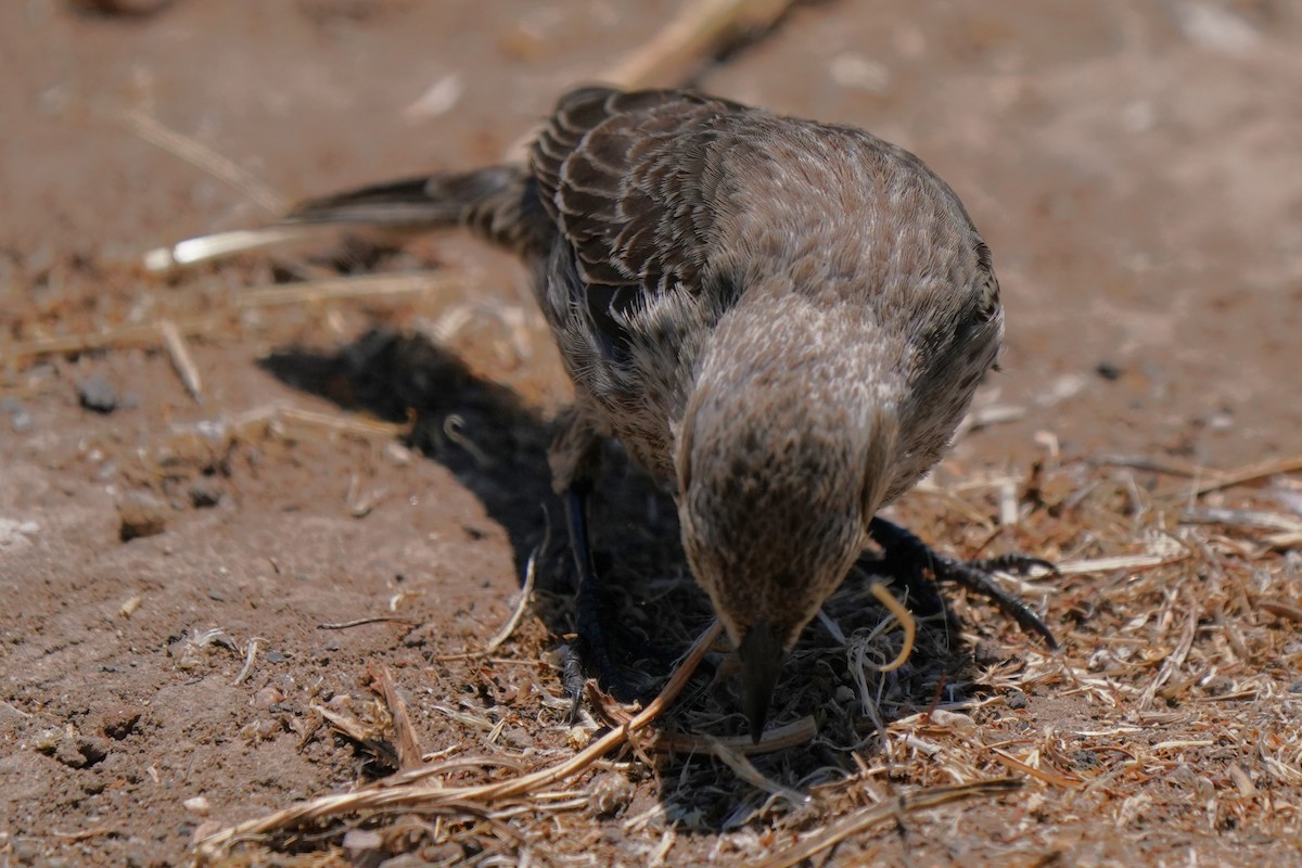 Brown-headed Cowbird - ML639092293