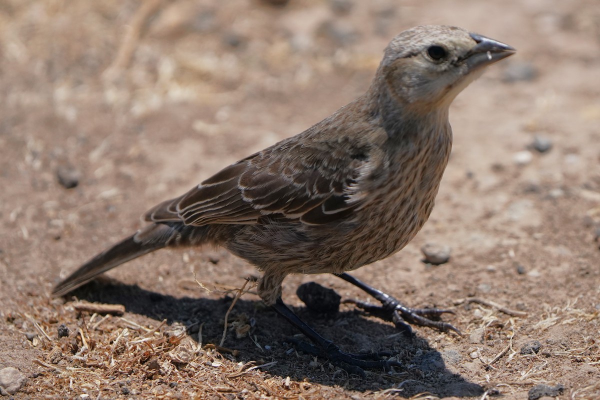 Brown-headed Cowbird - ML639092294