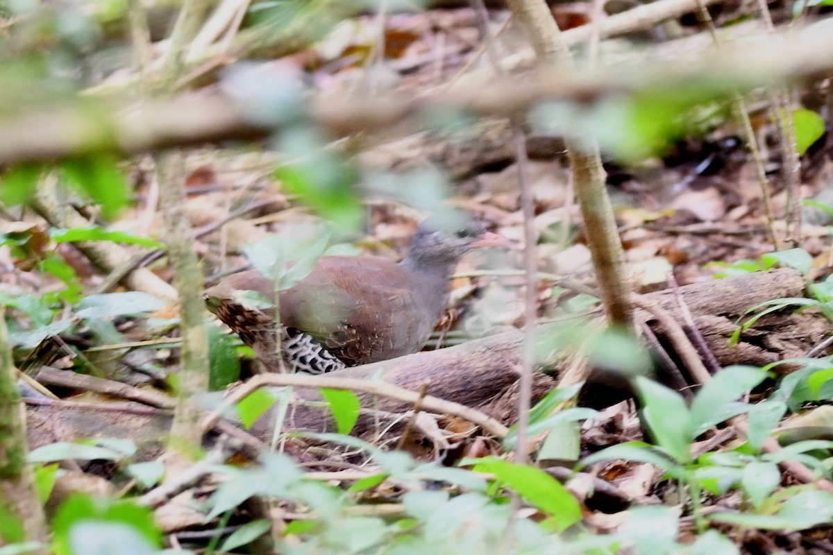 Tataupa Tinamou - ML639092295