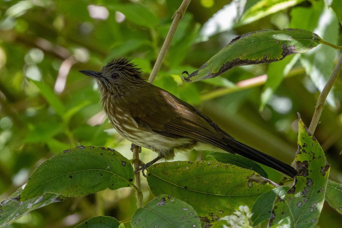Sumatran Bulbul - ML639092352