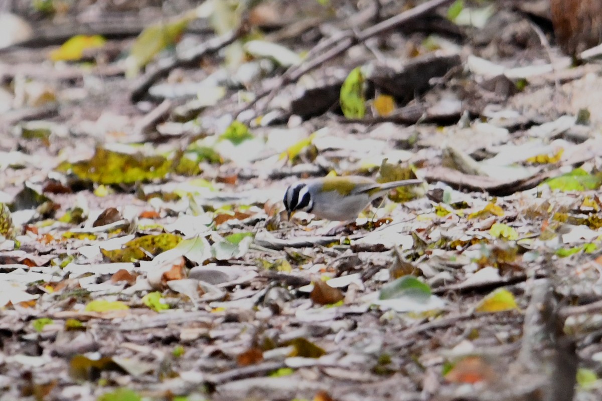 Moss-backed Sparrow - ML639092365