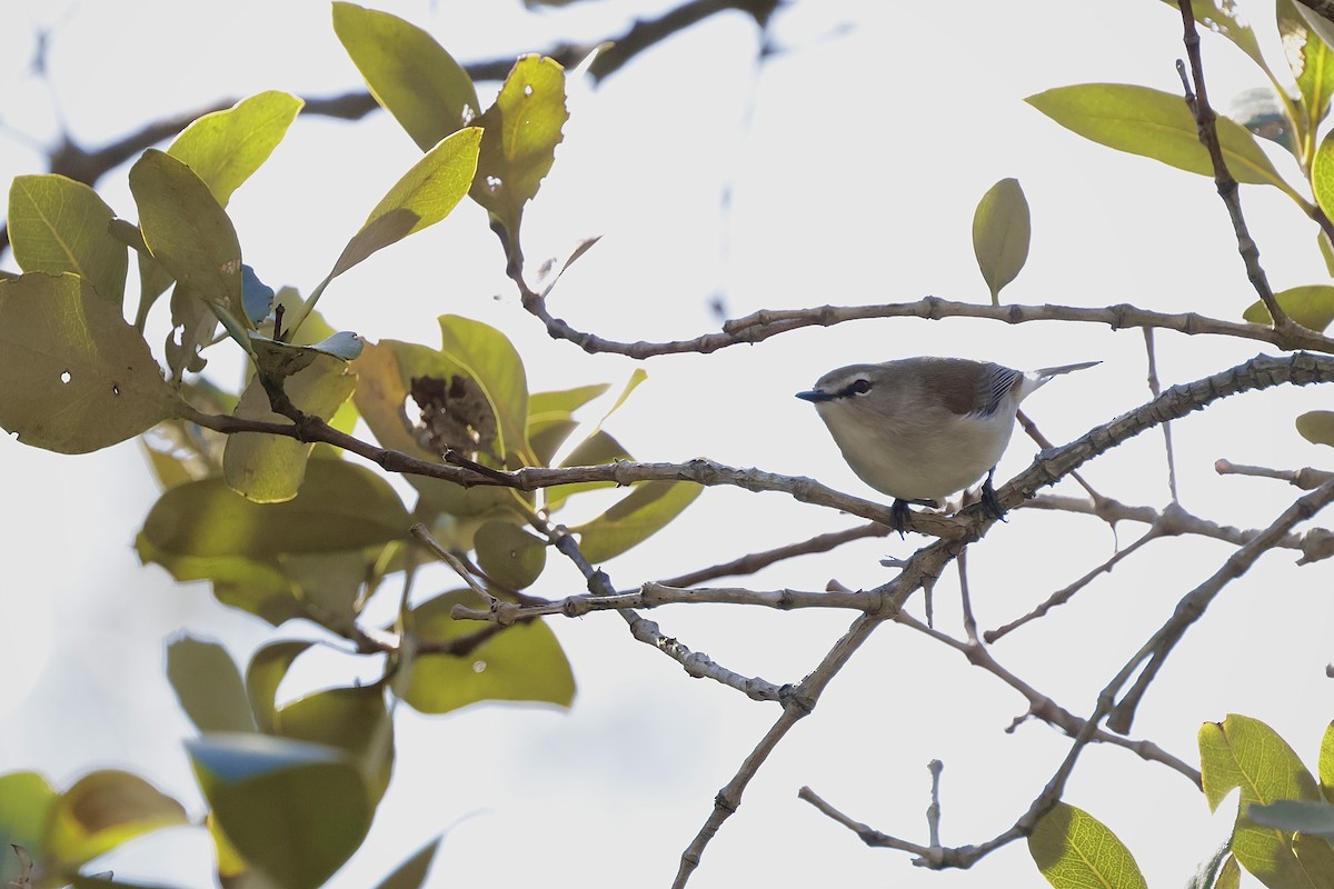 Mangrovegerygone - ML639092390