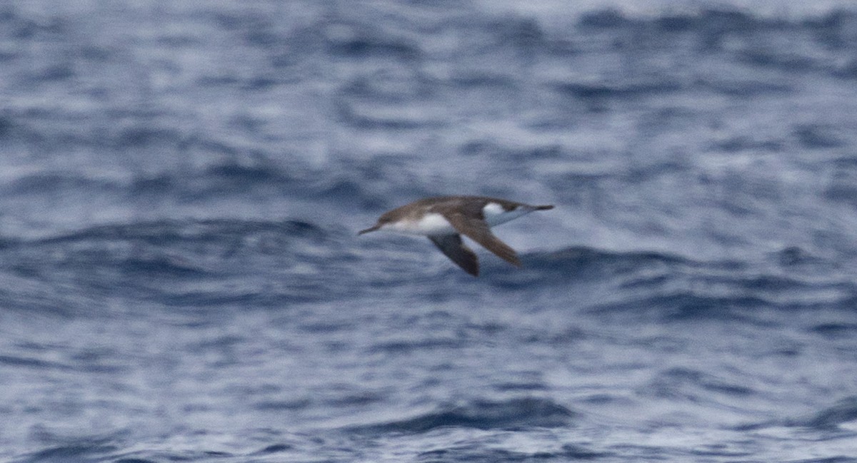 Hutton's Shearwater - ML639092399