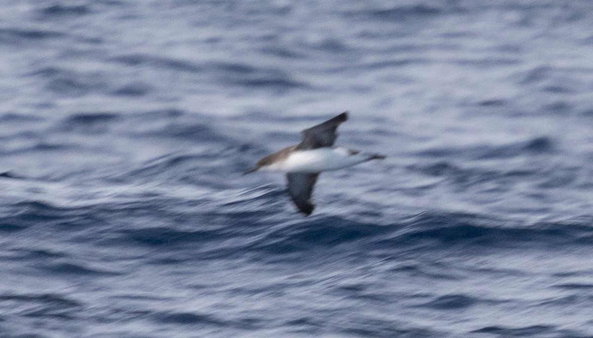 Hutton's Shearwater - ML639092400