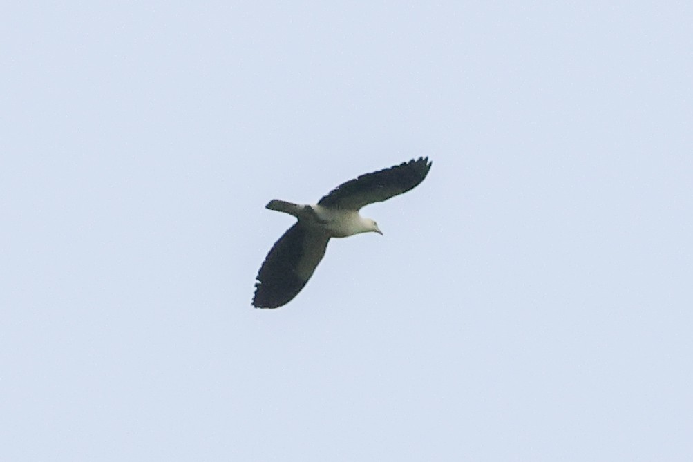 Silver-tipped Imperial-Pigeon - ML639092587
