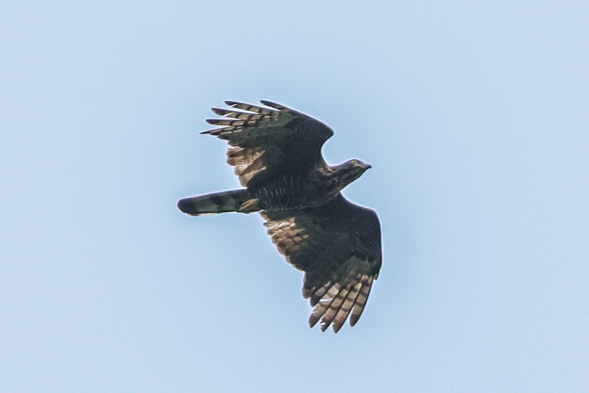 Sulawesi Honey-buzzard - ML639092621