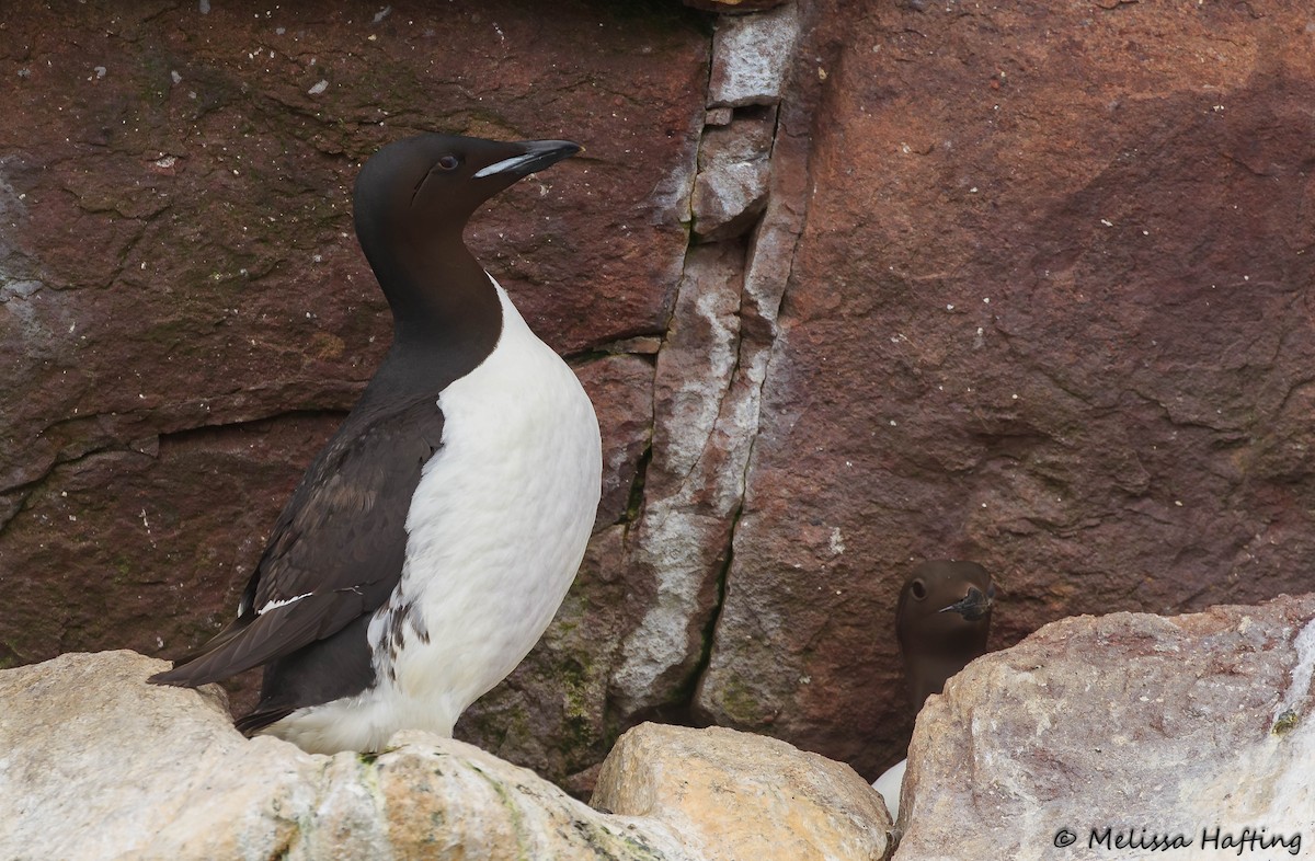 Thick-billed Murre - ML639092968