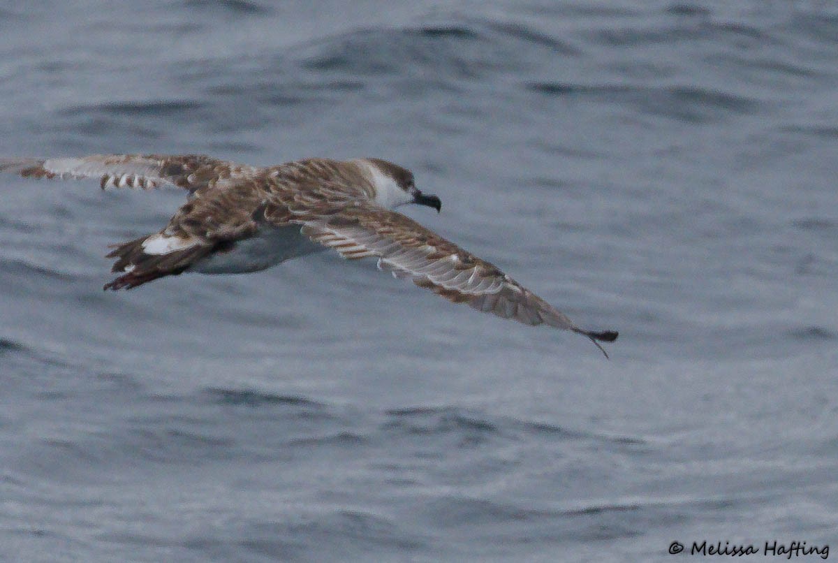 Great Shearwater - ML639092974