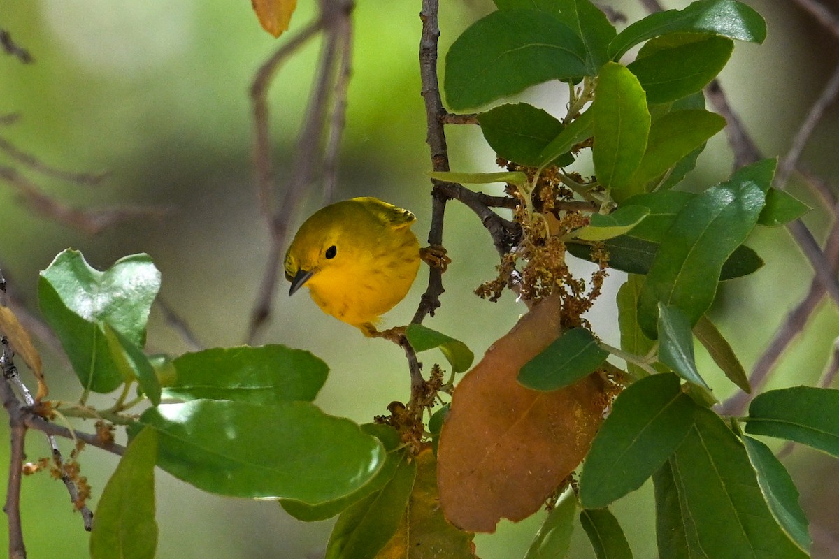 Yellow Warbler - ML639092975