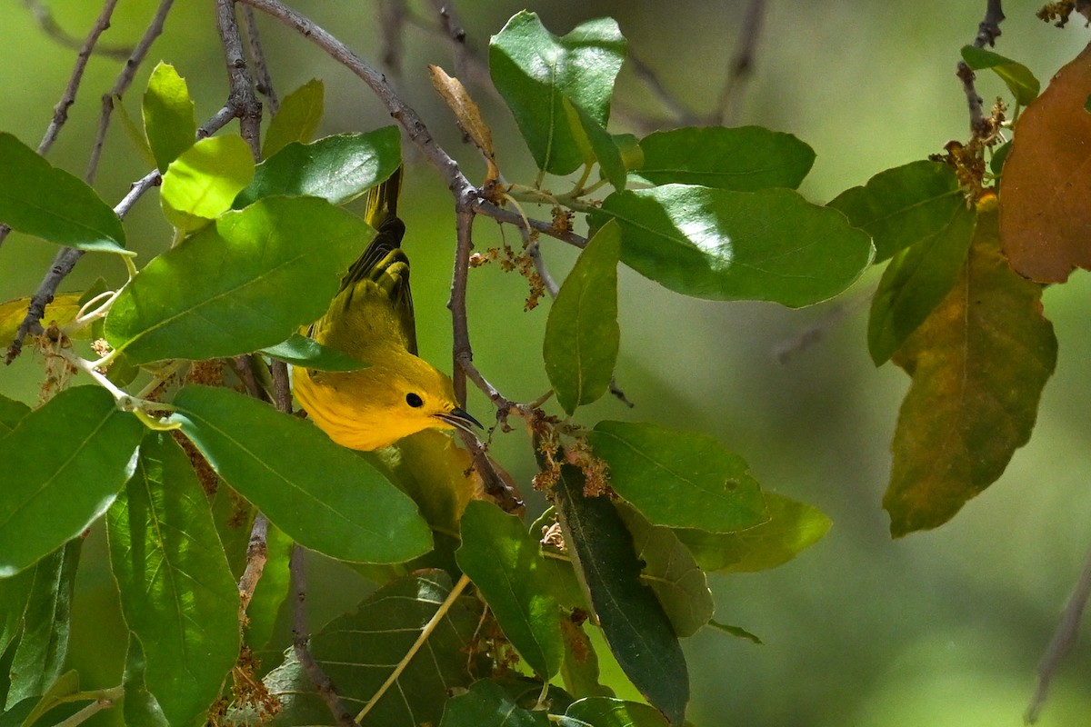 Yellow Warbler - ML639092976