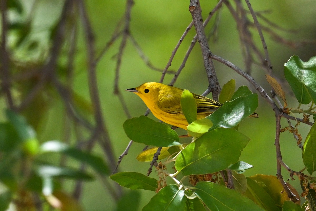 Yellow Warbler - ML639092977