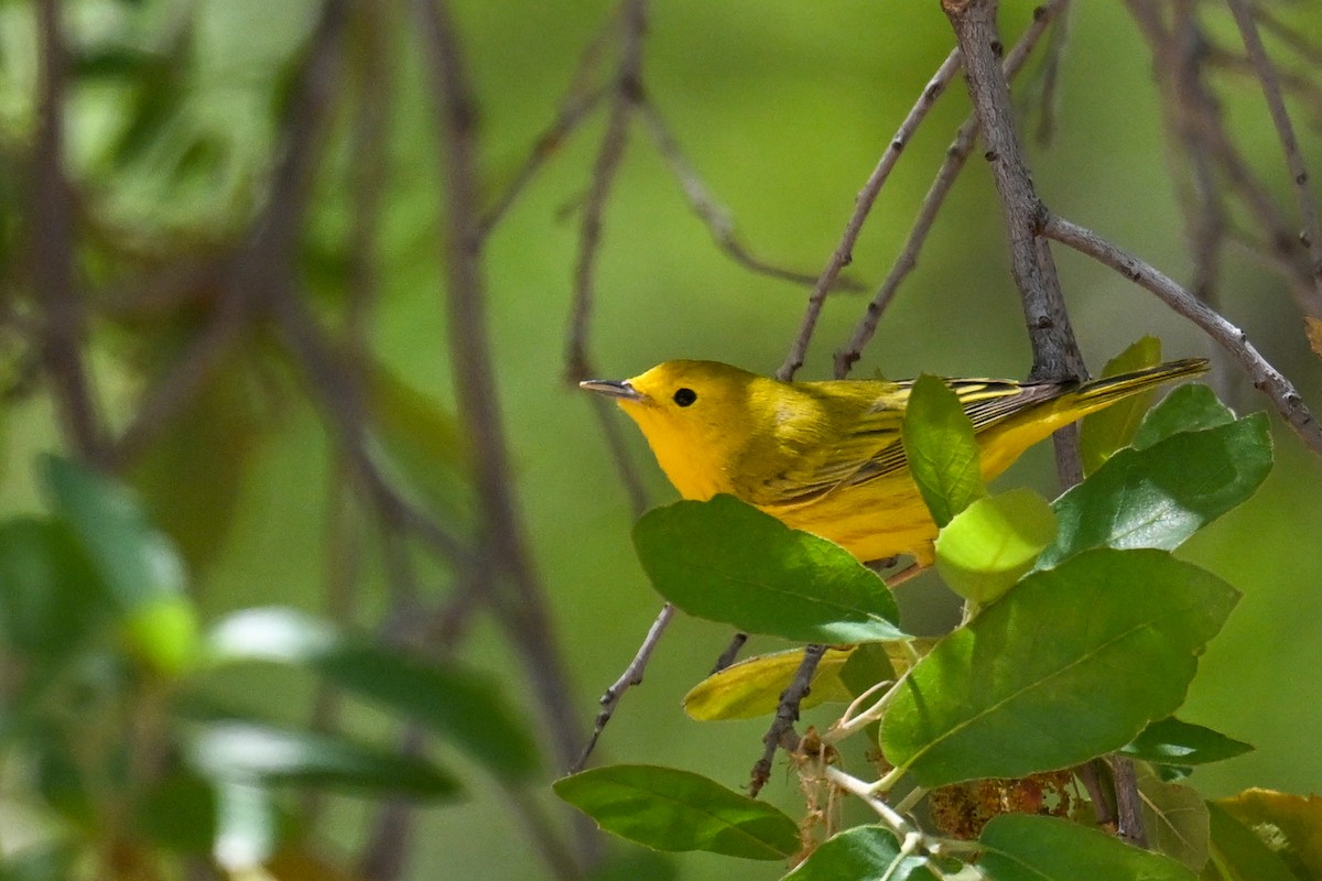 Yellow Warbler - ML639092979