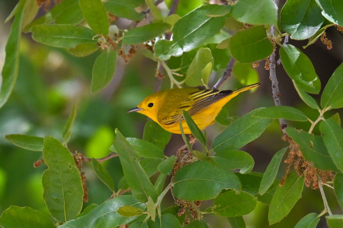 Yellow Warbler - ML639092980
