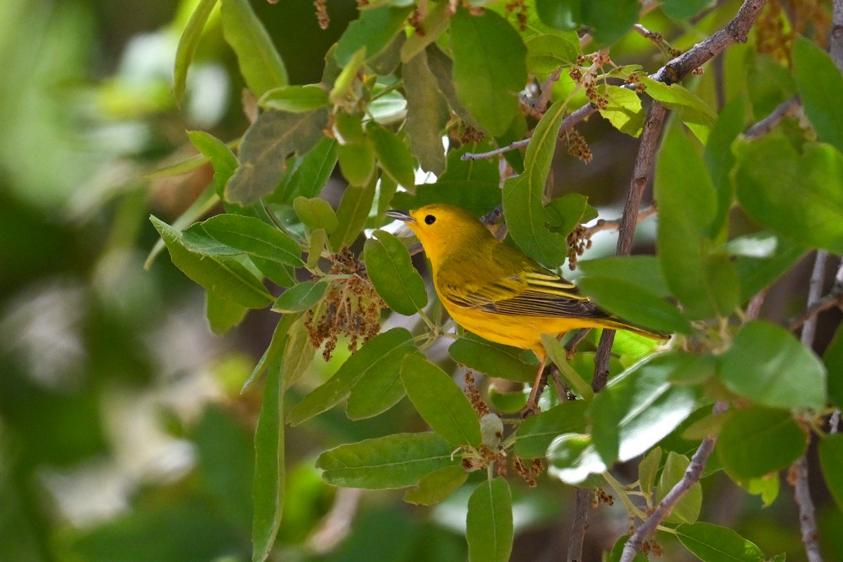 Yellow Warbler - ML639092981