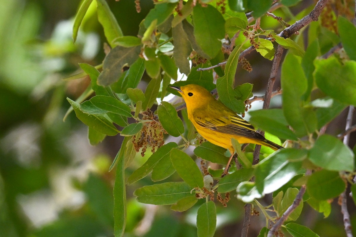 Yellow Warbler - ML639092982