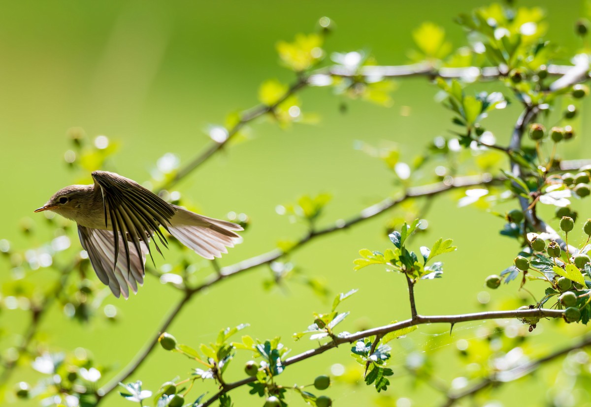 gransanger - ML639093017