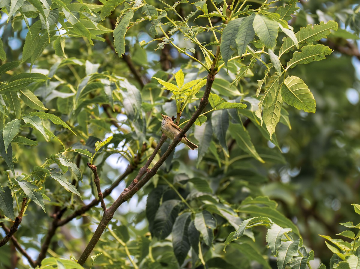 Урианхайн дууч шувуу - ML639093018