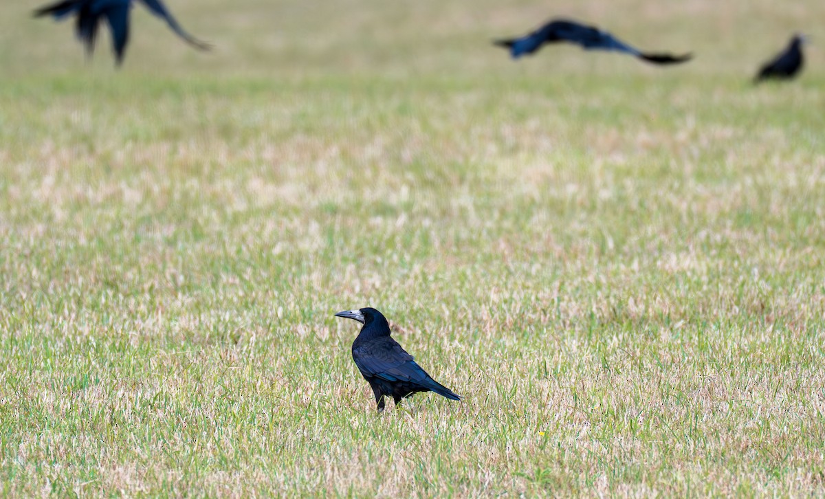 Турлиах хэрээ - ML639093019