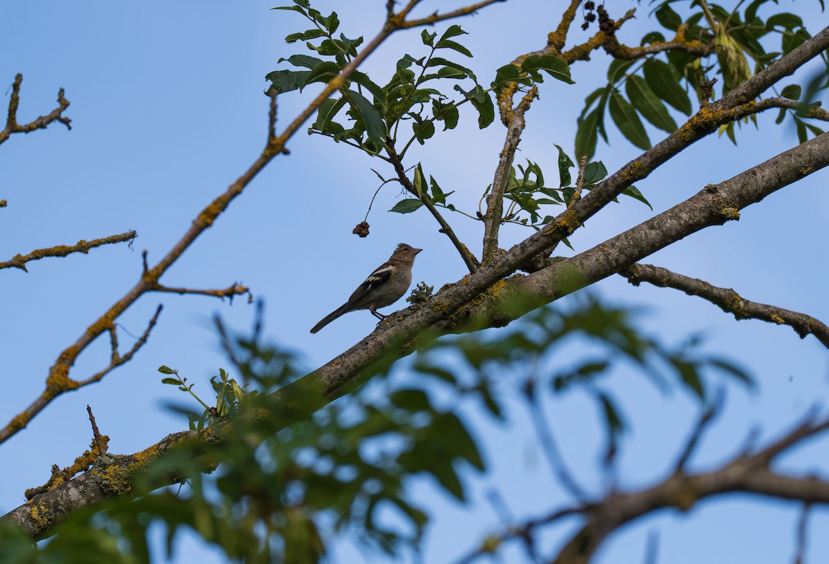 Дуулгат бужирга - ML639093048