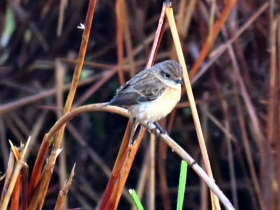 White-tailed Stonechat - ML639093123