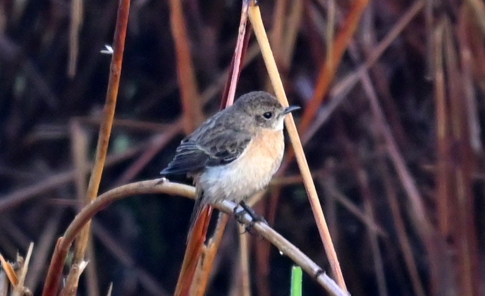 White-tailed Stonechat - ML639093124
