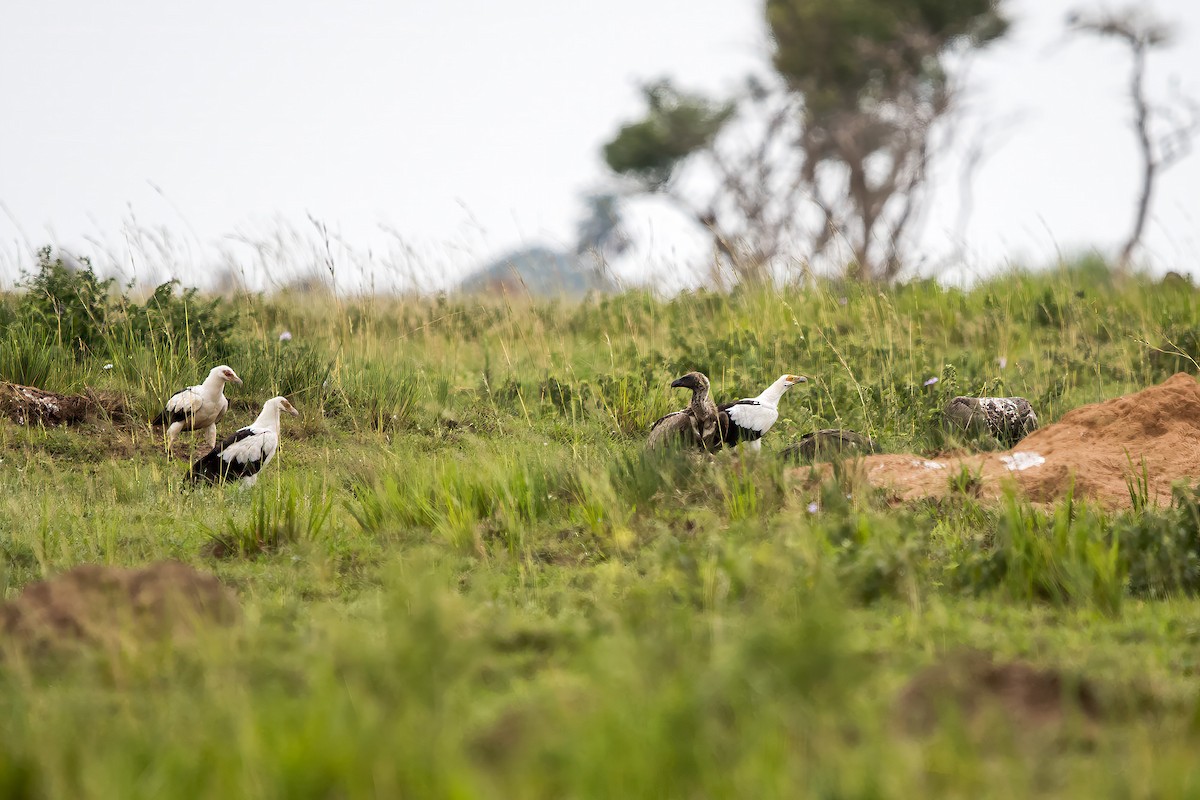 White-backed Vulture - ML639093185