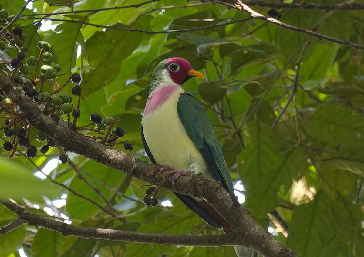 Jambu Fruit-Dove - ML639093187
