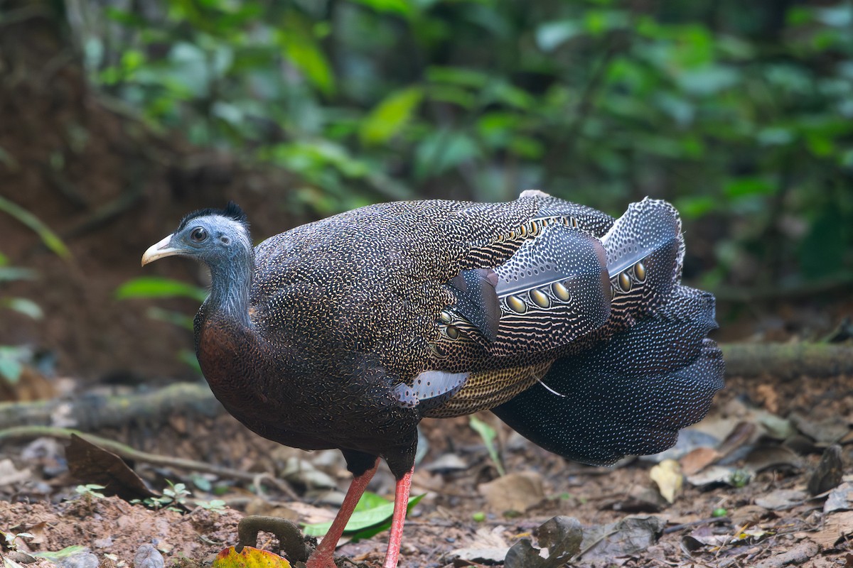 Argus géant - ML639093230