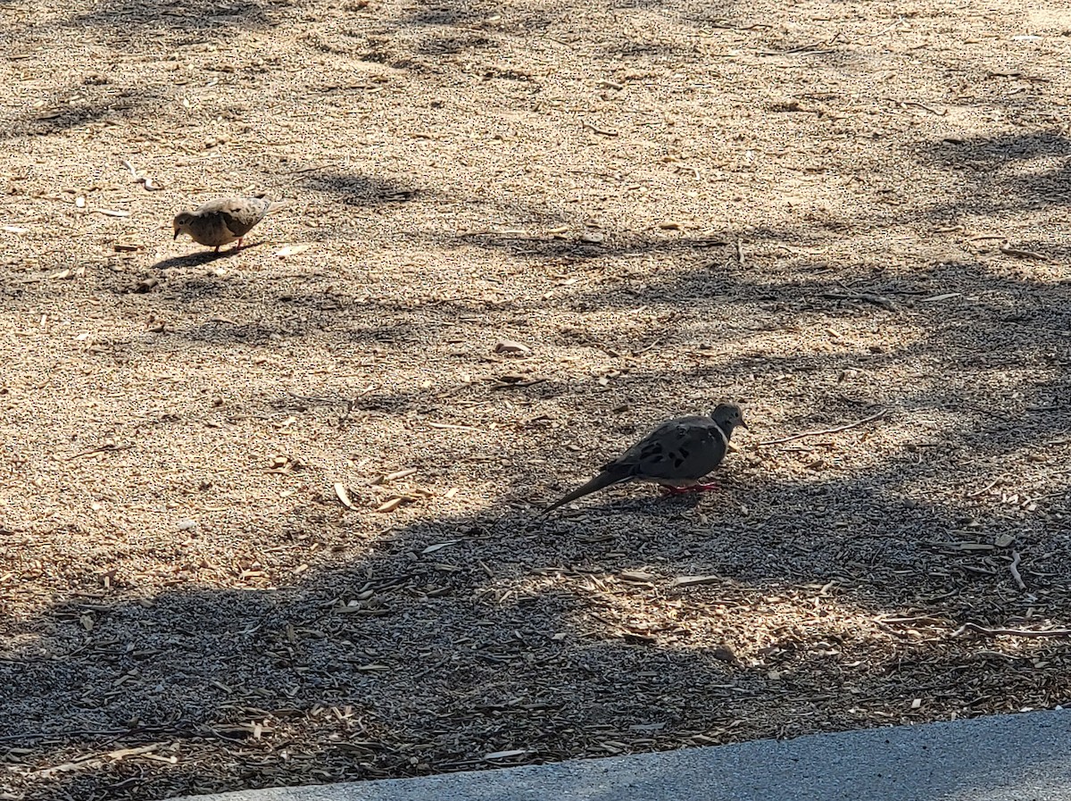 Mourning Dove - ML639093391