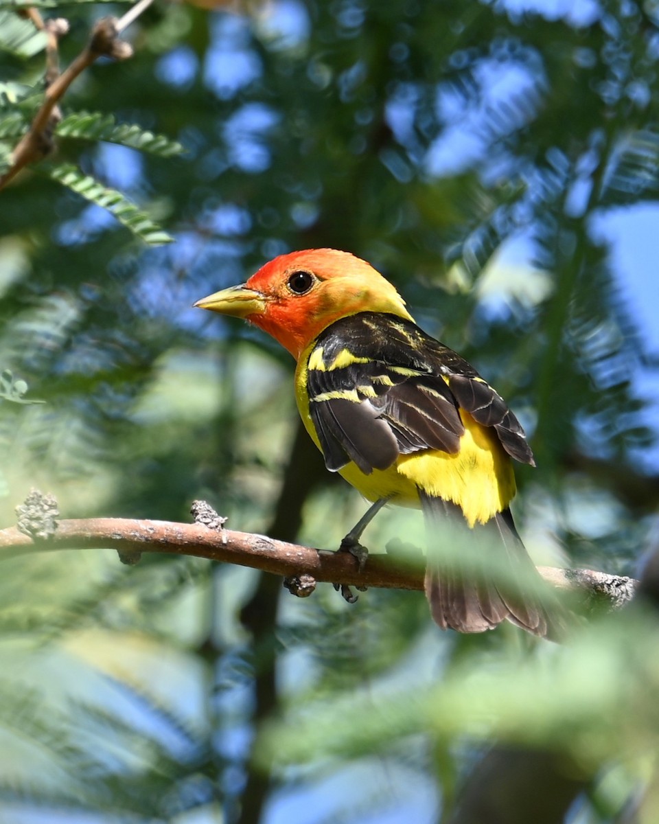 Western Tanager - ML639093421