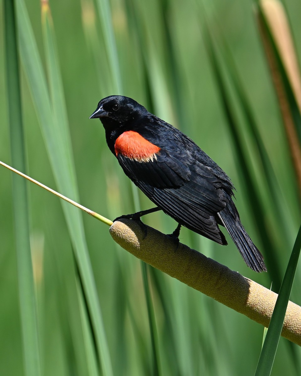 Red-winged Blackbird - ML639093422