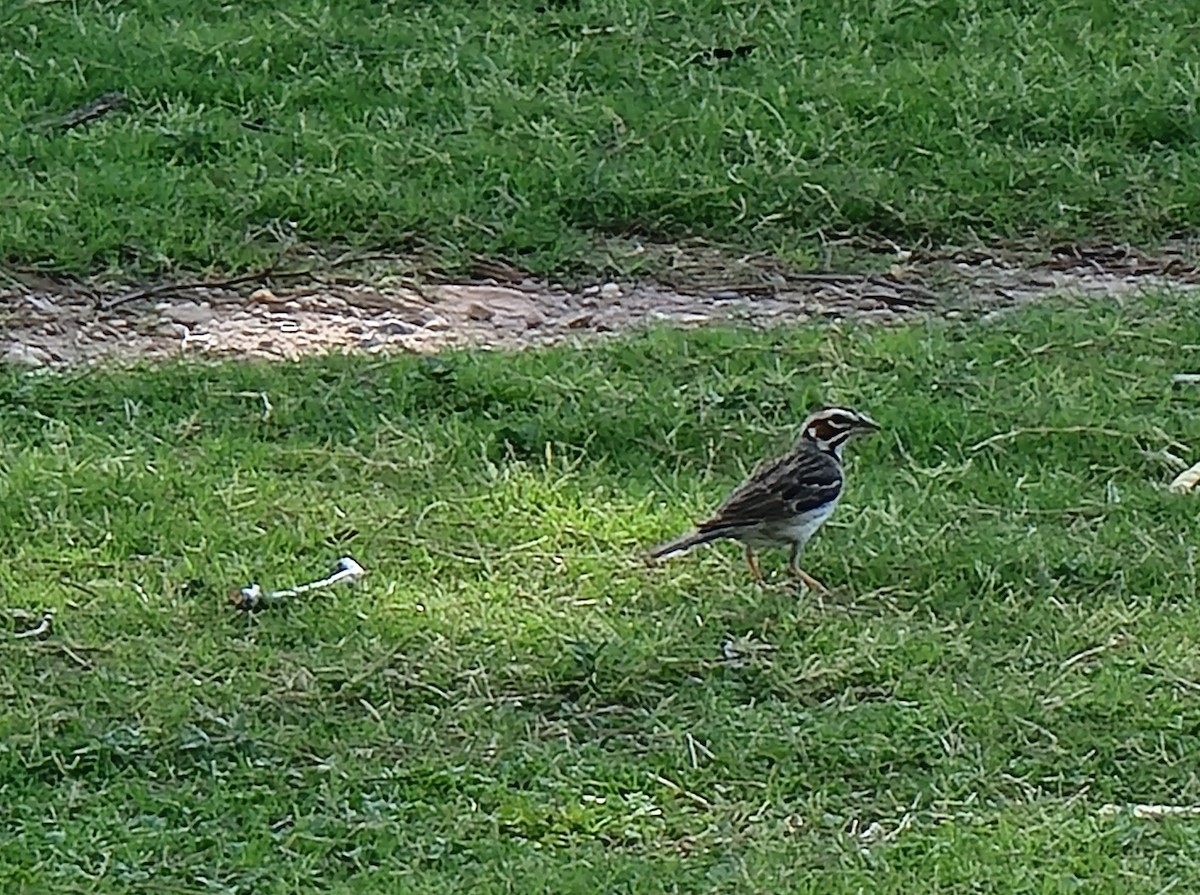 Lark Sparrow - ML639093424