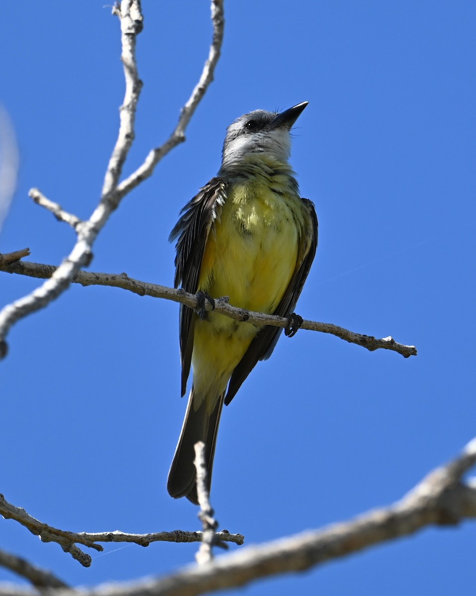 Tropical Kingbird - ML639093425